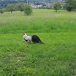 Dom wakacyjny Pod Skiełkiem *