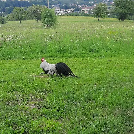 Dom wakacyjny Pod Skiełkiem *