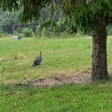 別荘 Pod Skielkiem