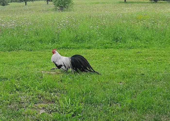 Vakantiehuis Pod Skielkiem *